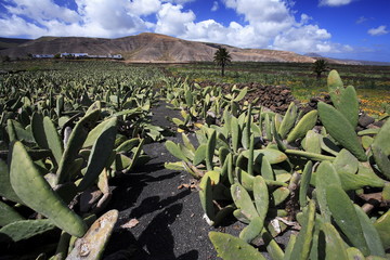 Culture d'opuntia ficus indica