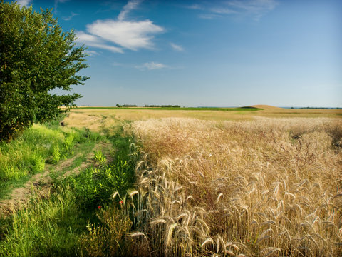golden wheat field and tree