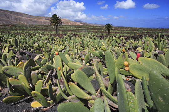 Culture d'opuntia ficus indica