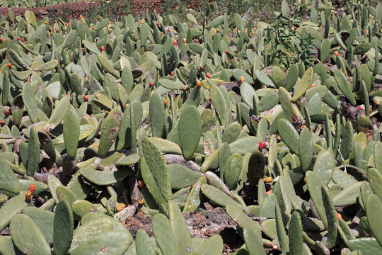 Culture d'opuntia ficus indica