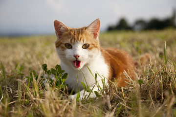 Hauskatze