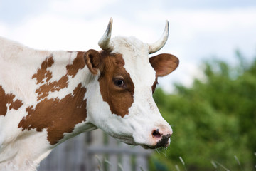 Brown cow in outdore settings