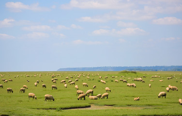 Fototapeta na wymiar Sheep on a field
