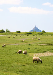 Fototapeta premium Sheep on a field near the Mont Saint-Michel in Normandy, France