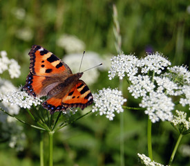 The beautiful butterfly sitting on a white flower