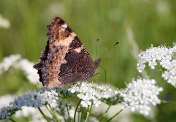 The beautiful butterfly sitting on a white flower
