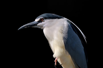 night heron