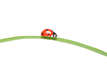 Ladybird walking on a leaf isolated on white background