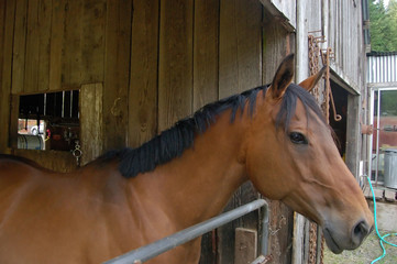 Horse inside barn