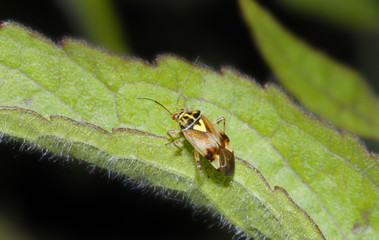 miridae
