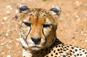 the cheetah close-up