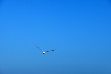 Seagull In Flight