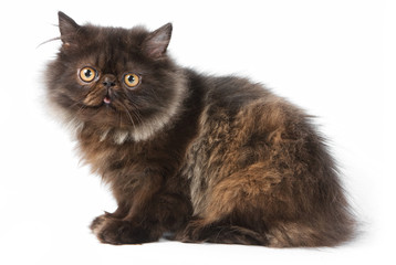 Persian kitten on white background