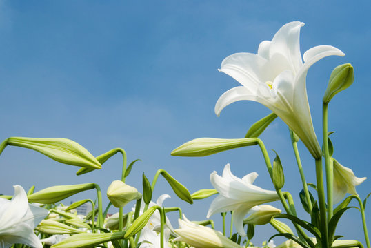 Fototapeta White lily