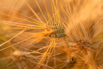 Obraz premium Wheat II