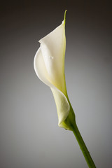 calla