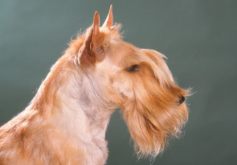 portrait de profil d'un scottish terrier  froment en studio