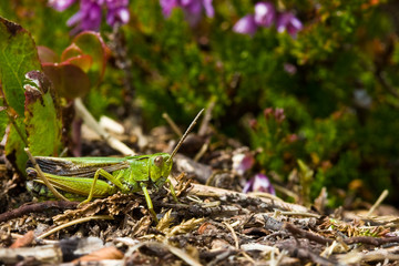 Green grasshopper sitting on the ground