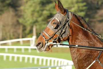 cheval de course © beatrice prève
