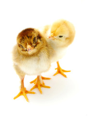 Naklejka premium Two chicks