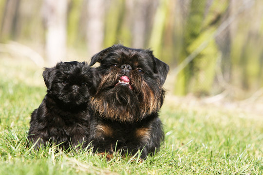chiot et adulte griffon belge couch&eacute; ensemble dans l'herbe