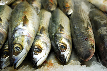 fresh fishes on a market stall