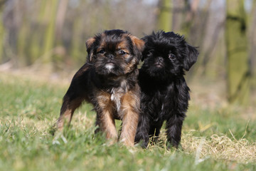 couple de chiot griffon belge debout côte à côte dans l'herbe