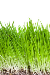 Green glass isolated on the white background