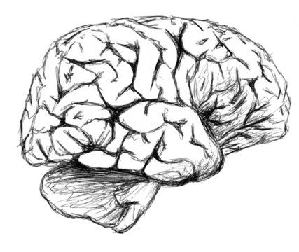 dessin d un cerveau