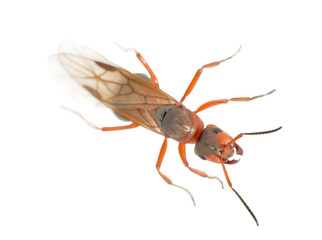Fototapeta na wymiar Królowa mrówek