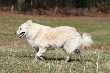 chien mudi blanc marchant de profil, dans l'herbe - élégance