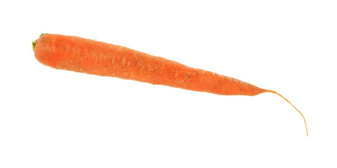 Freshly picked carrot
