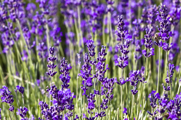 Obraz premium lavender