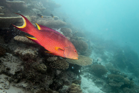 Seebarsch - Malediven - Bass - Maldives