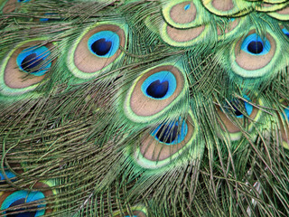 Close up of a peacock's "eye" feathers