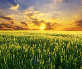 field of wheat on a background sunset