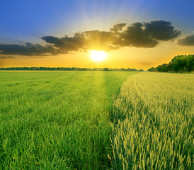 summer landscape on a background beautiful sunset