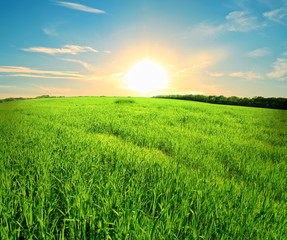 summer landscape on a background beautiful sunset