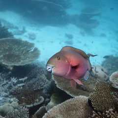 Papageifisch - Malediven - Parrotfish - Maldives