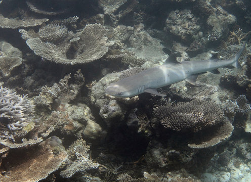 Weißspitzenriffhai - Malediven - White tip reef shark - Maldives