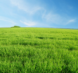 Obraz premium green grass and blue sky