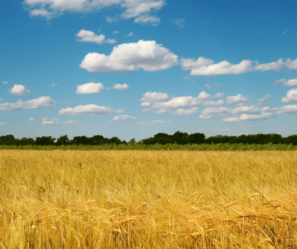 field of wheat and blue sky