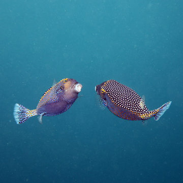 Kofferfische - Malediven - boxfishes - Maldives