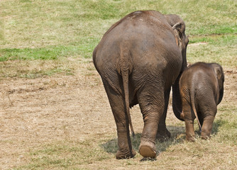 Fototapeta premium Mother and baby elephant.