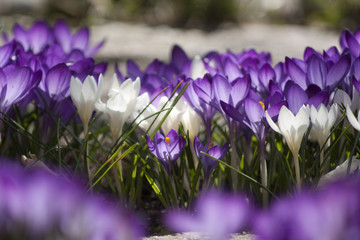Fototapeta premium Crocus, Iridaceae