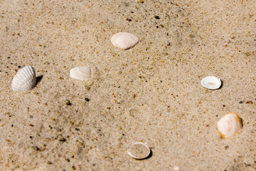 Shells on sandy beach