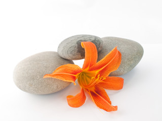 Lily and three stones on white background