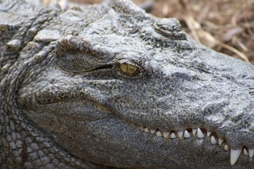 face de croco