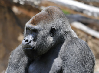 Gorilla Closeup