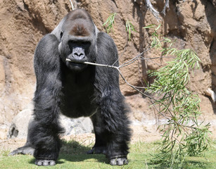 Gorilla with Tree Branch